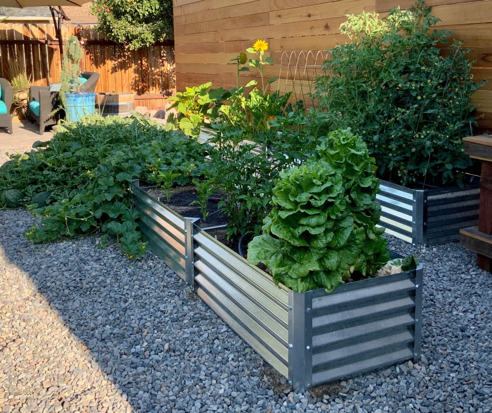 narrow zapallo alt view 2