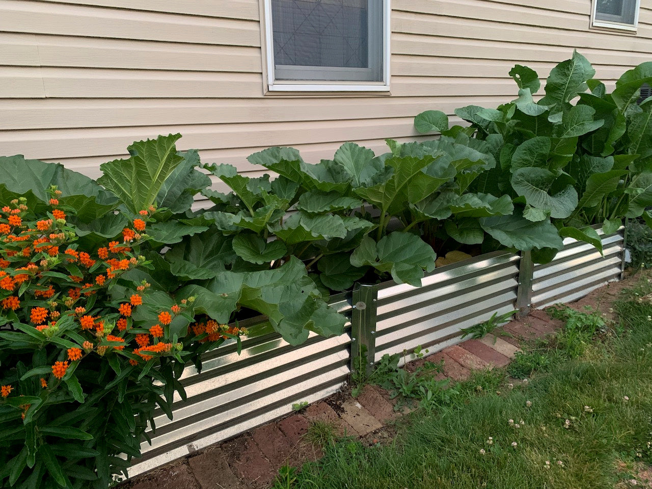 narrow largo raised garden bed against home with rhubarb and butterfly weed