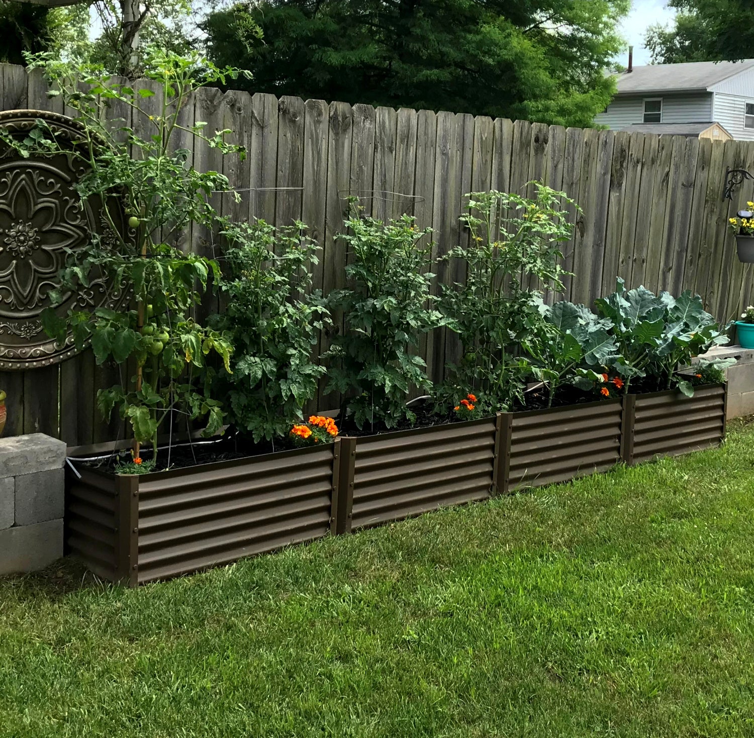 narrow rustic fresa raised garden bed in backyard along fence line with tomatoes and kohlrabi
