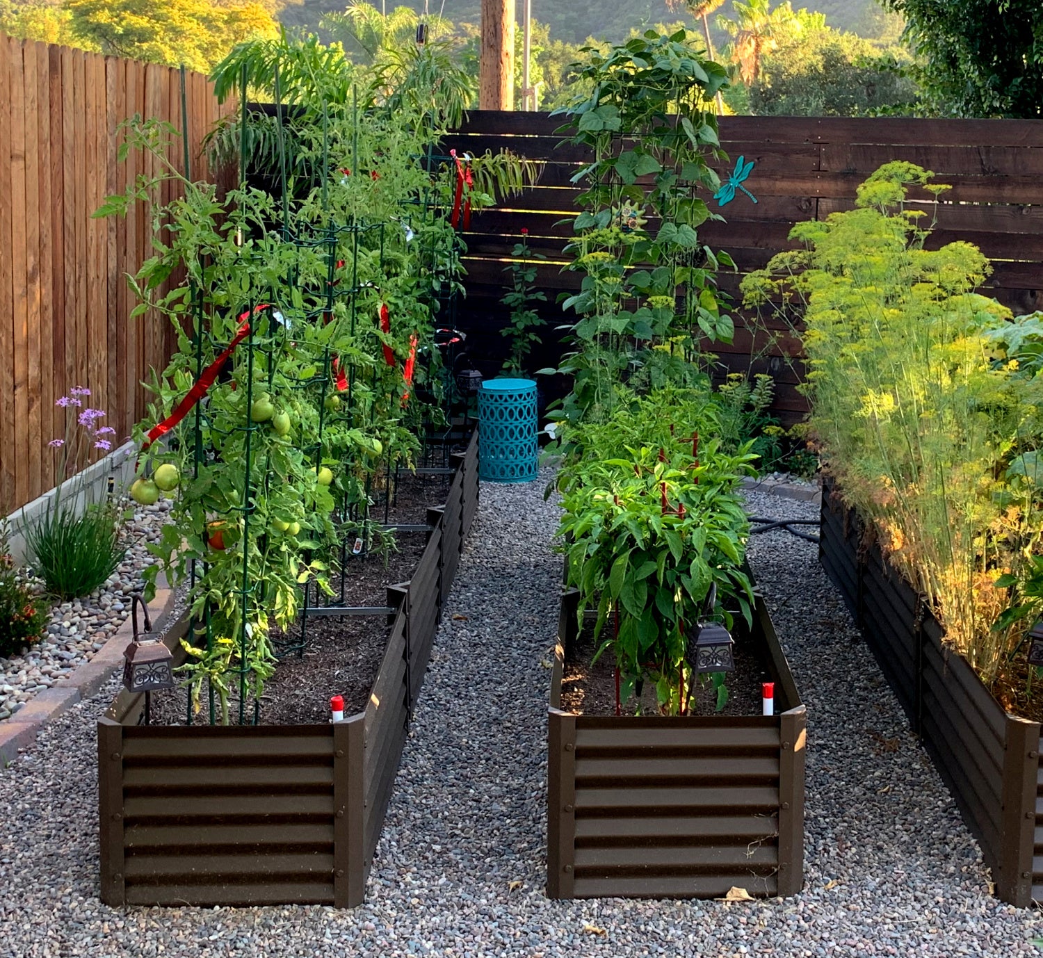 narrow rustic fresa raised garden bed in back corner lot with peppers, tomatoes, fennel