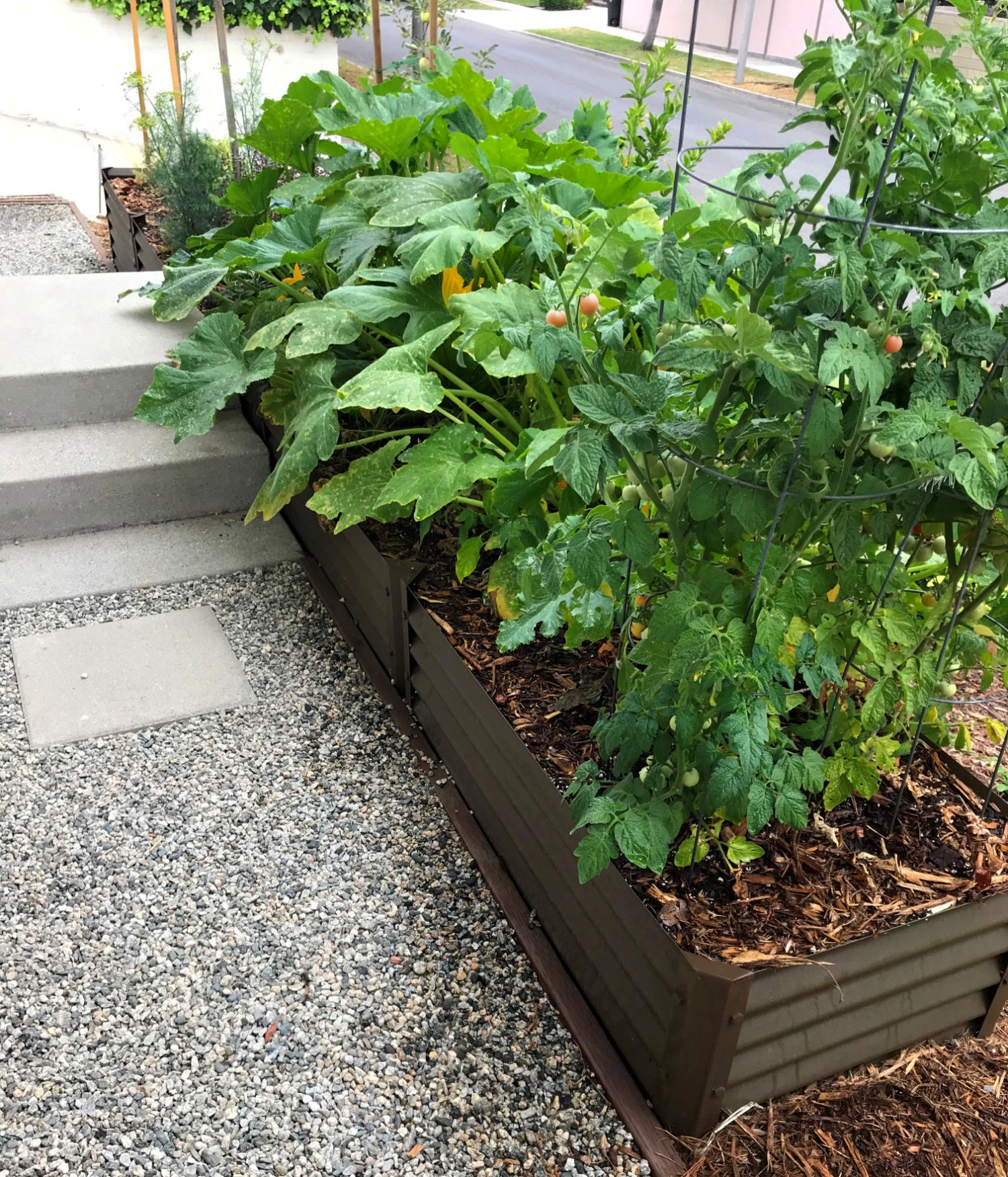 narrow rustic sandia raised bed near front steps of home with tomatoes, squash