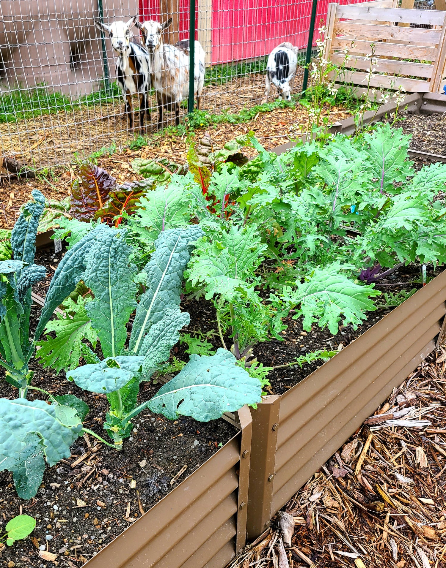 narrow rustic sandia raised garden bed with goats looking at  all the kale and mustard greens ready to eat