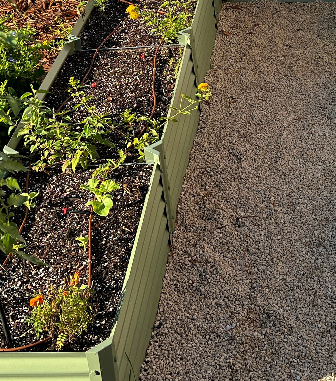 narrow sage fresa raised garden