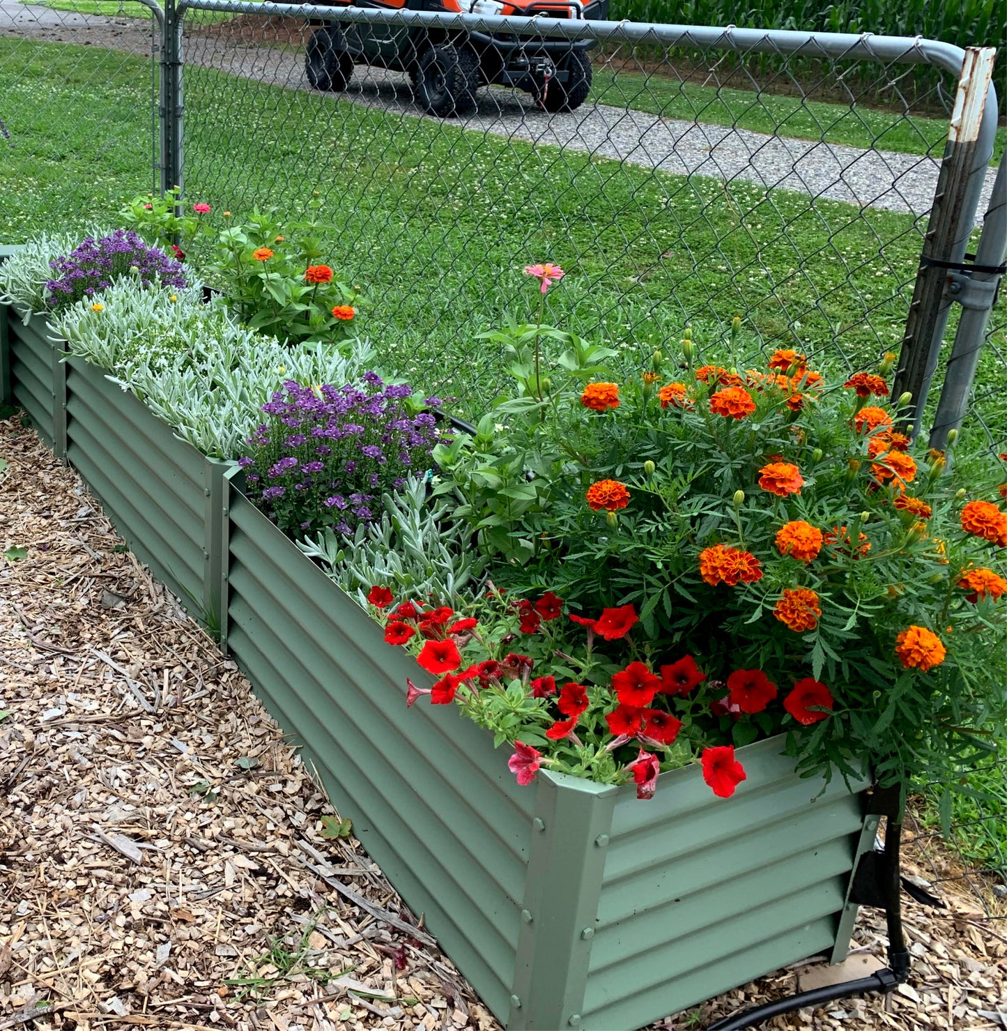 narrow sage largo raised garden with marigolds, petunias, lavender