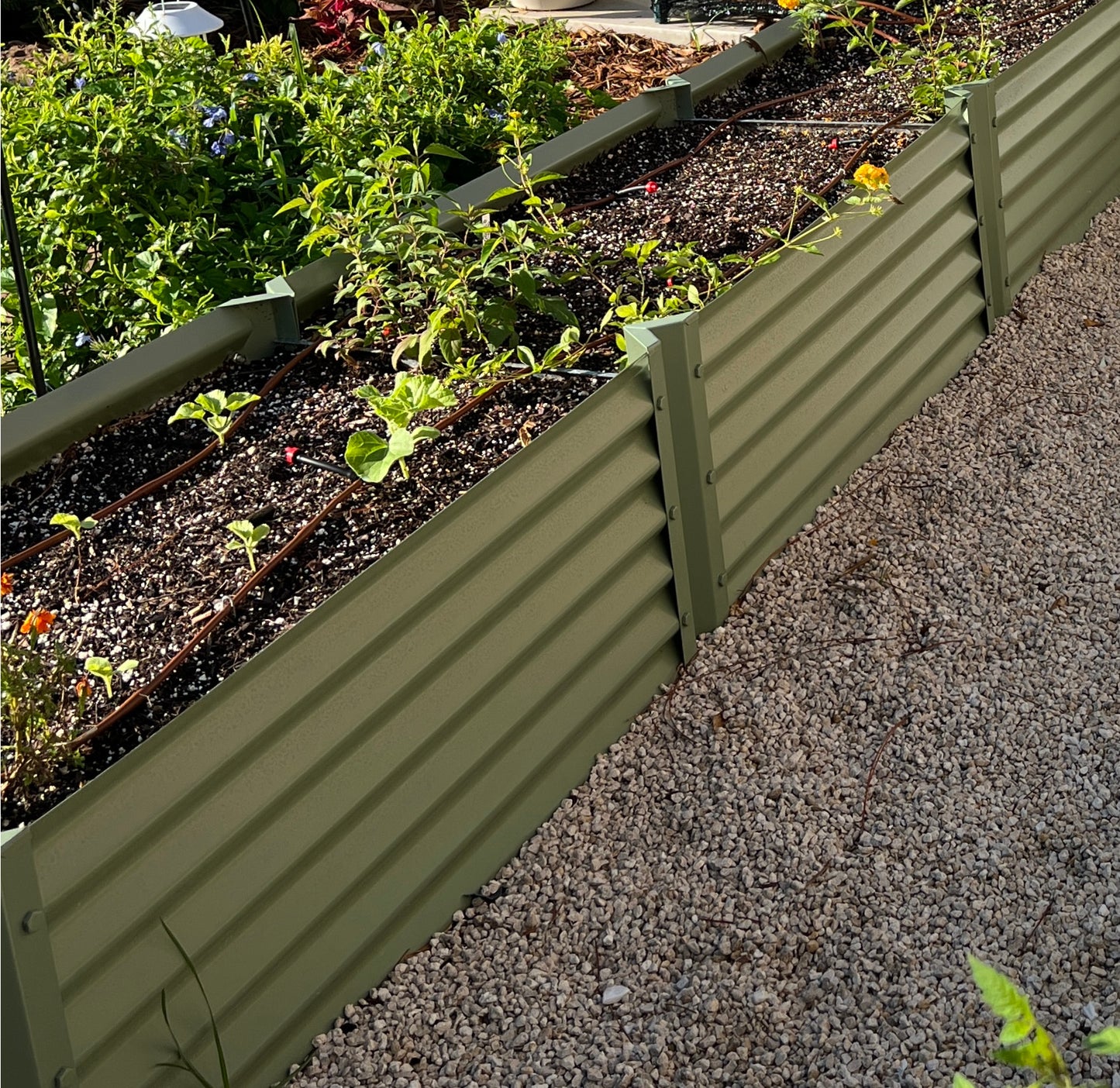 narrow sage largo raised garden