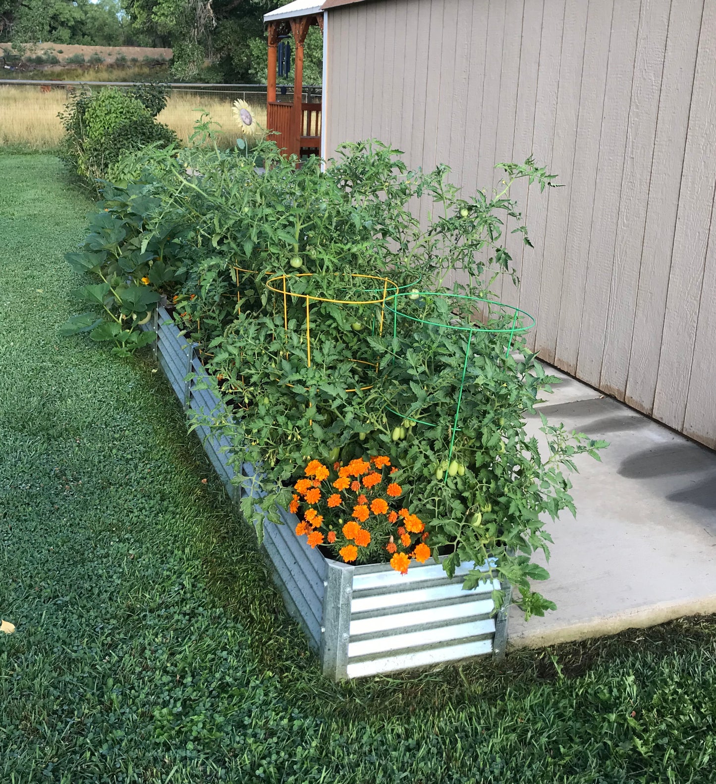 narrow sandia raised garden in back lot with marigolds, tomatoes