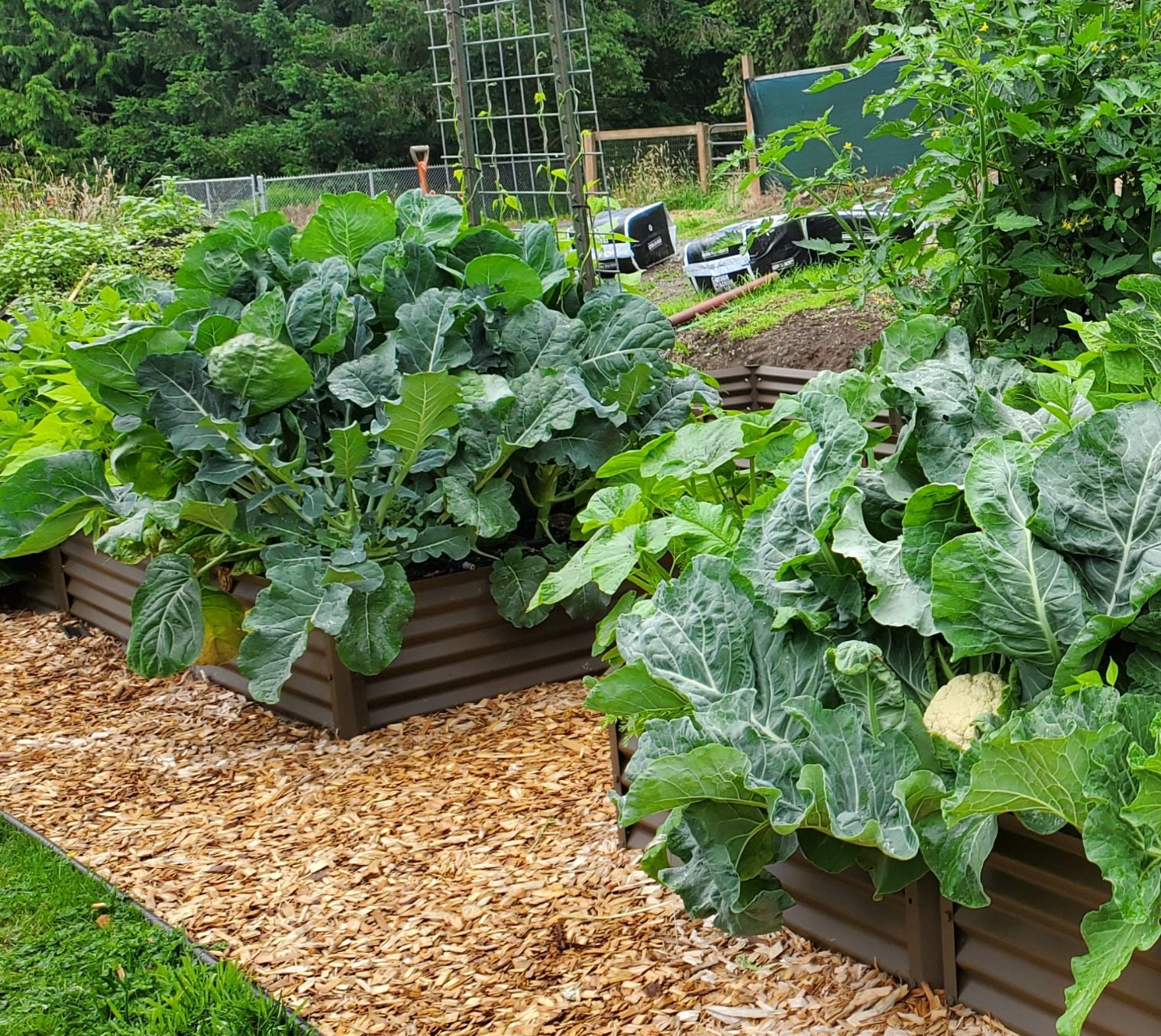 rustic exacto alt view 1