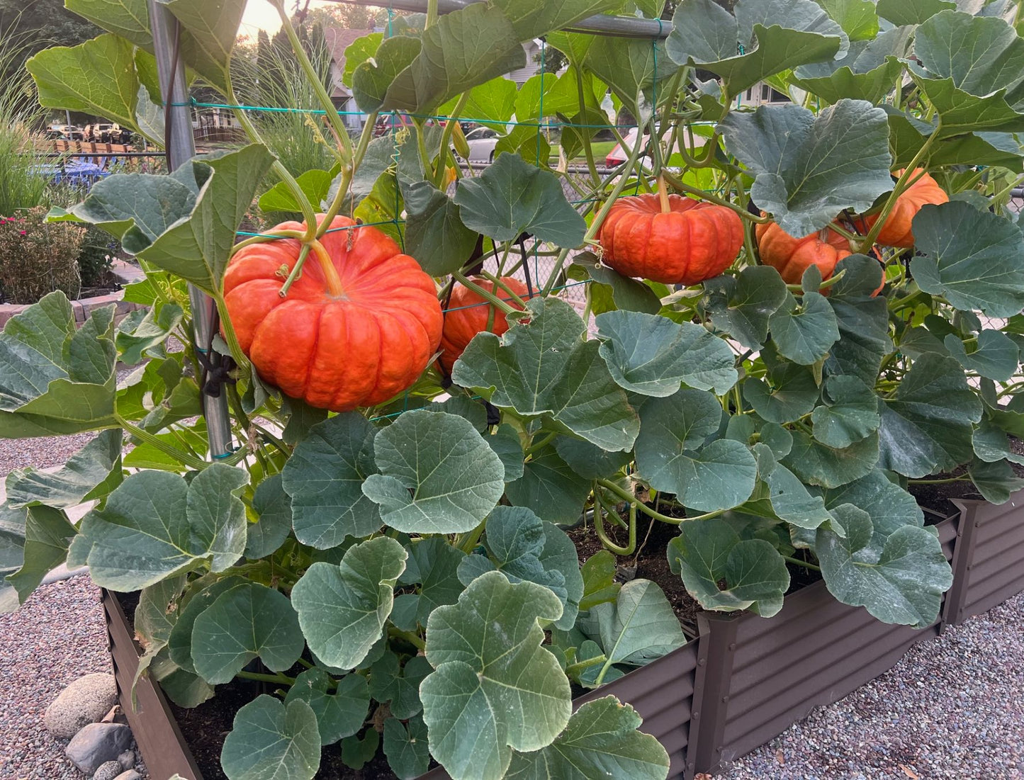 rustic largo alt view 2