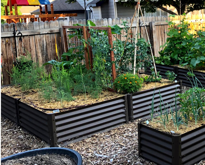 rustic cerro raised bed in the backyard cucembers, marigolds, asparagus