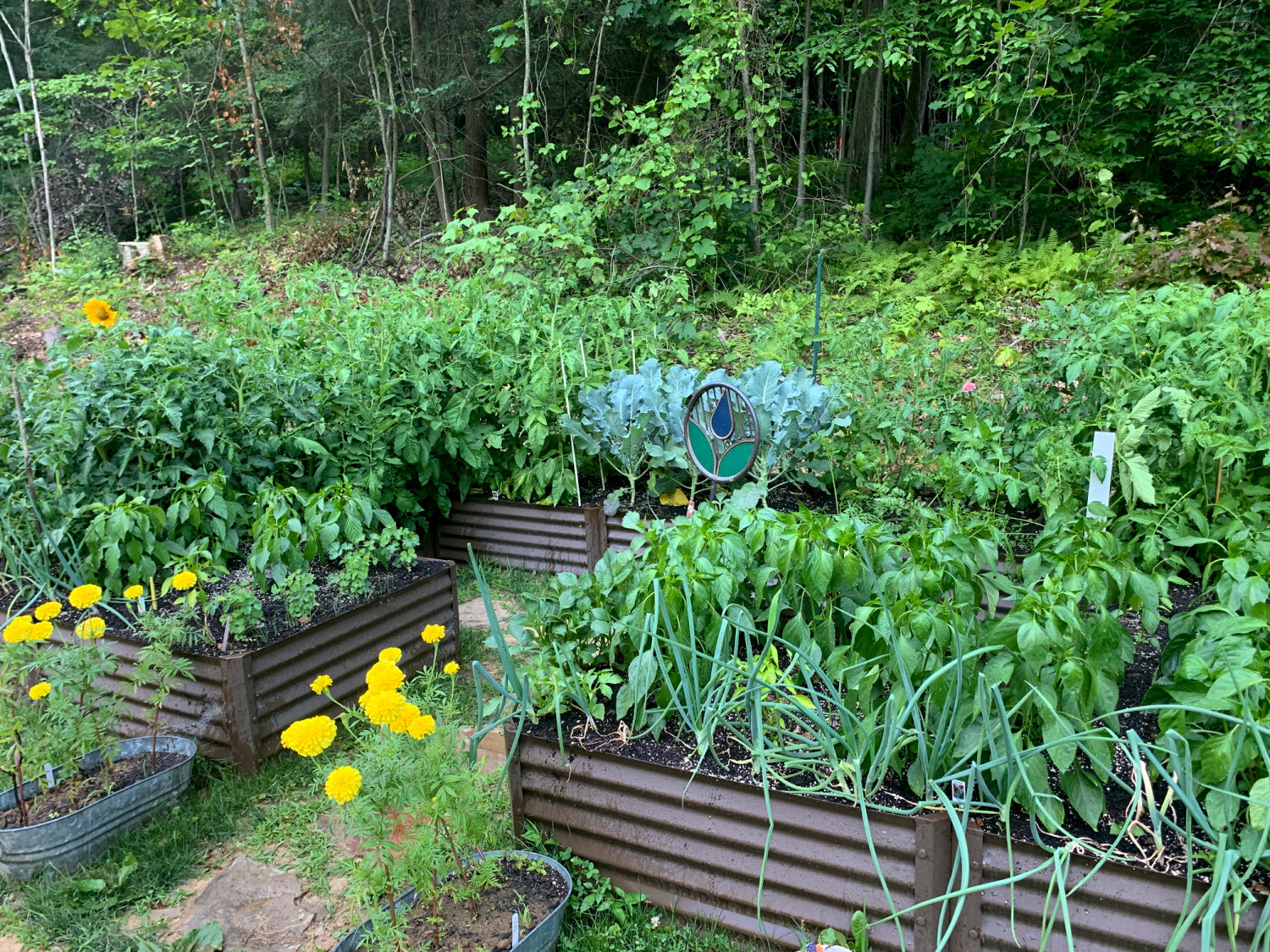 rustic completo garden bed with marigolds, onions, peppers, cauliflower