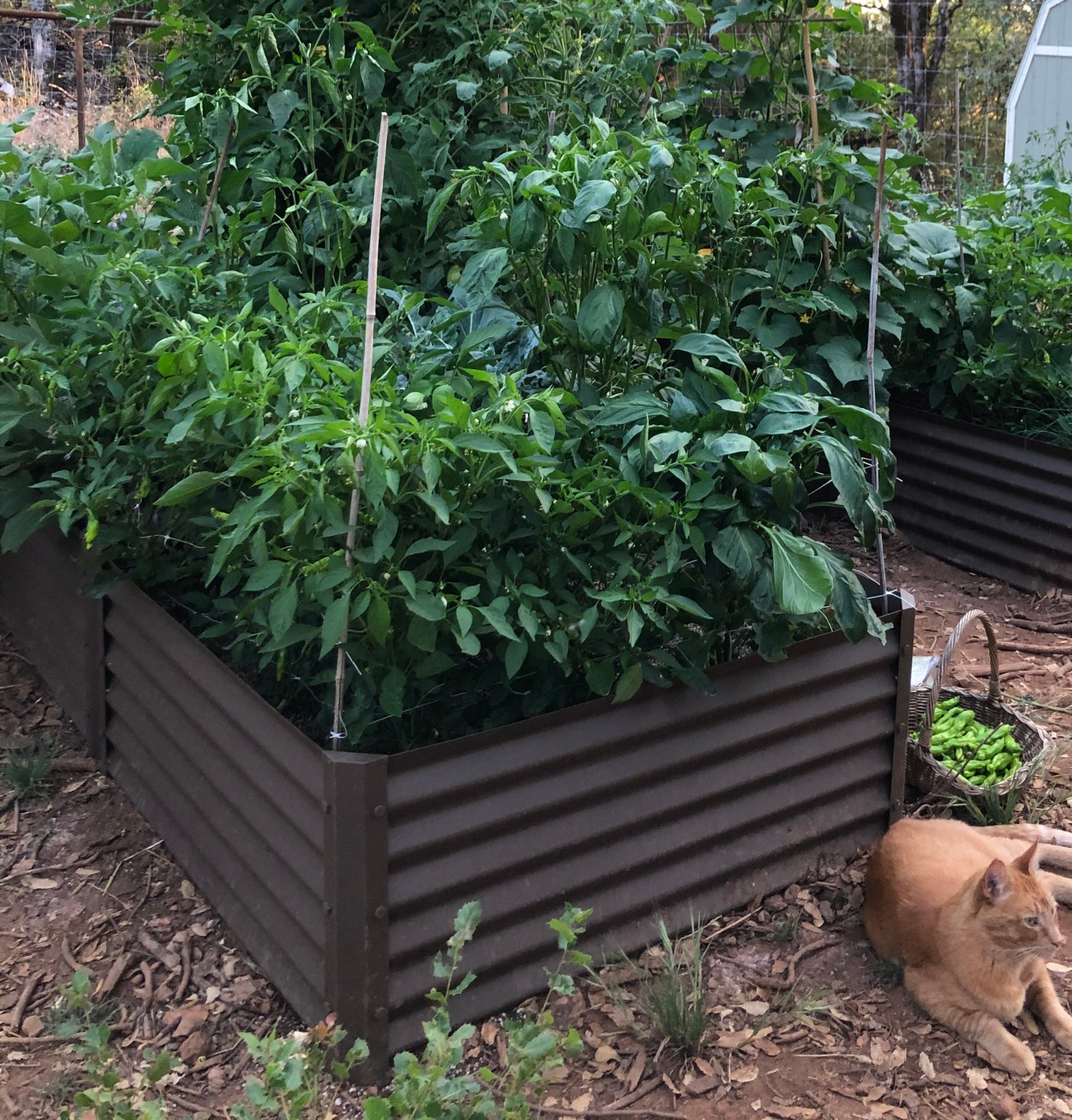 rustic exacto raised bed with peppers
