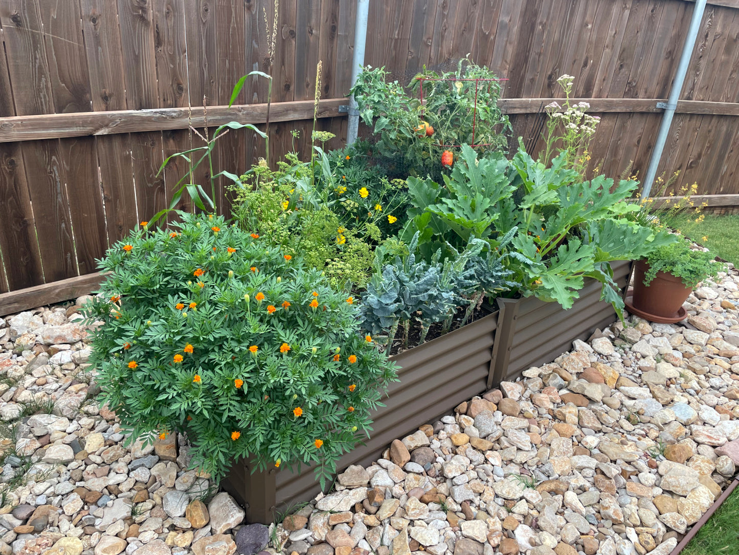 rustic grande garden bed with marigolds, summer squash