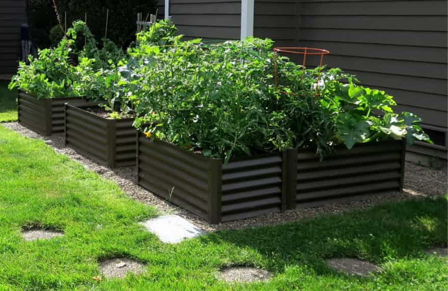 rustic medio raised garden with squash and tomatoes