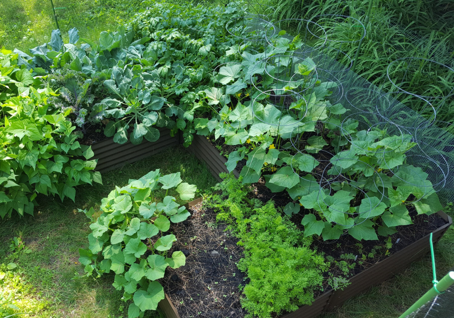 rustic mezcla garden bed with melons, cucumbers, brussel sprouts