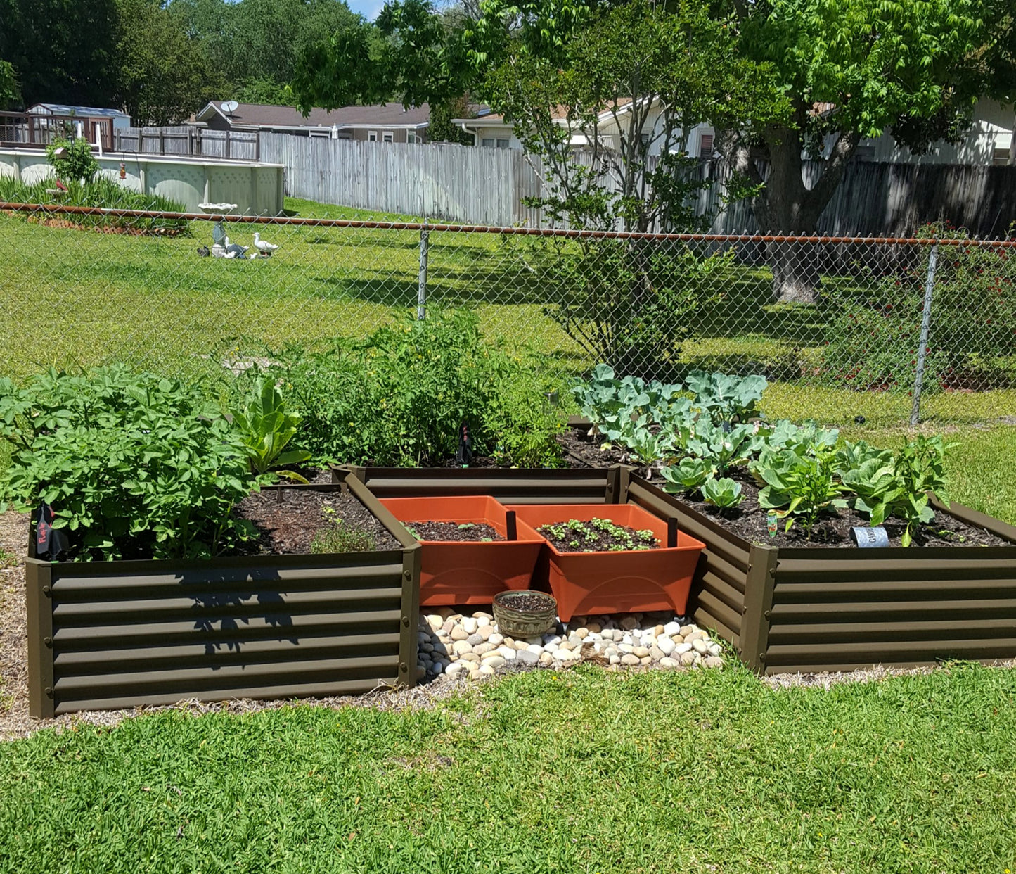 rustic u shaped garden bed with potatoes, cabbage