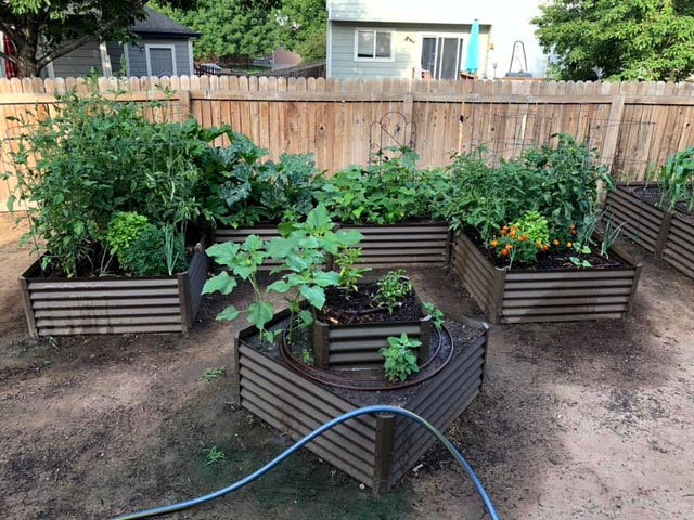 rustic wide u raised be with sunflowers, tomatoes and marigolds