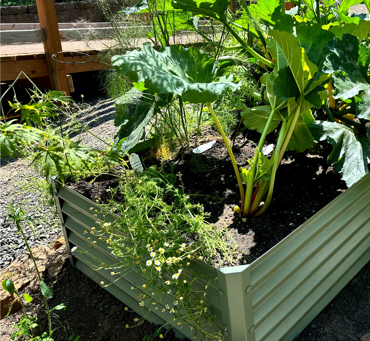 sage cuadra raised garden with rhubarb