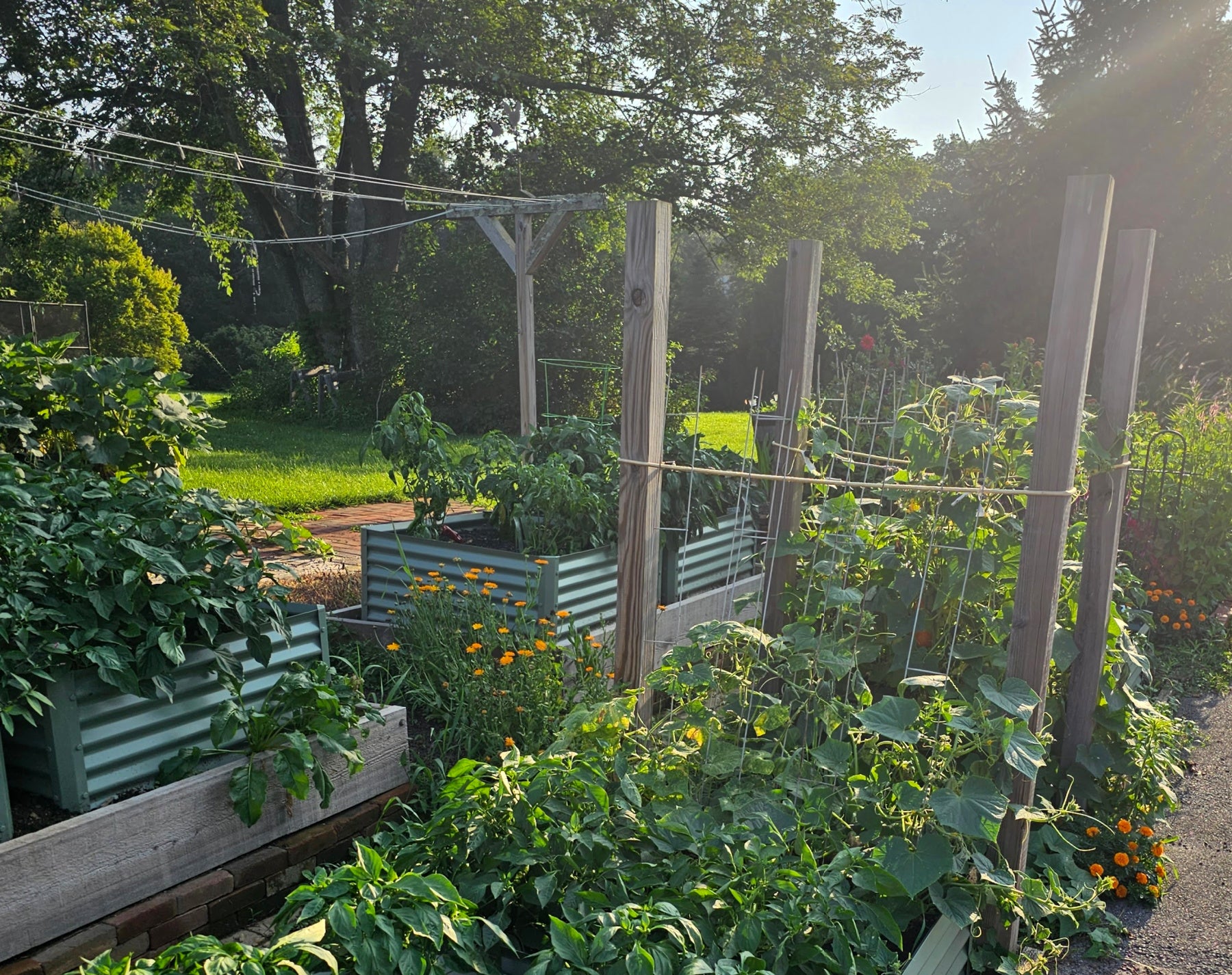 sage cuadra garden beds with peppers, cucumbers and tomatoes