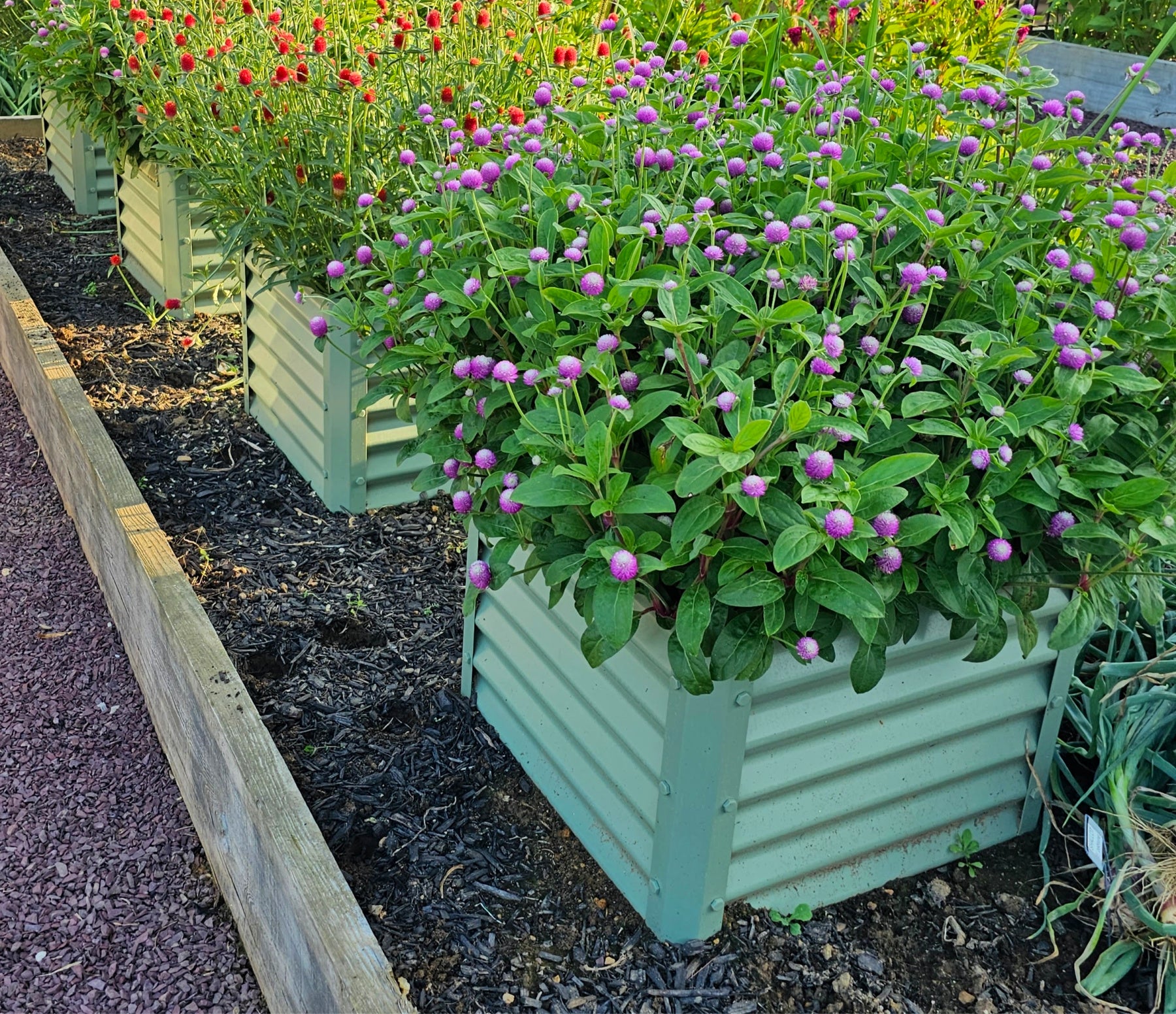 sage cubo garden beds with glob amaranths