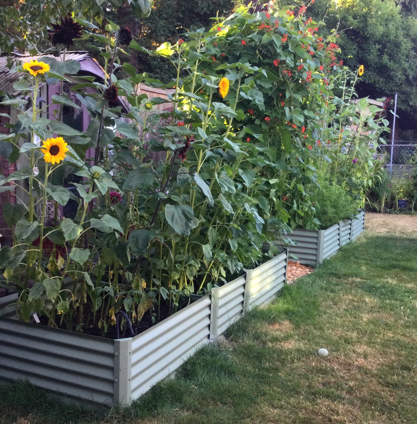 sage exacto raised bed with sunflowers