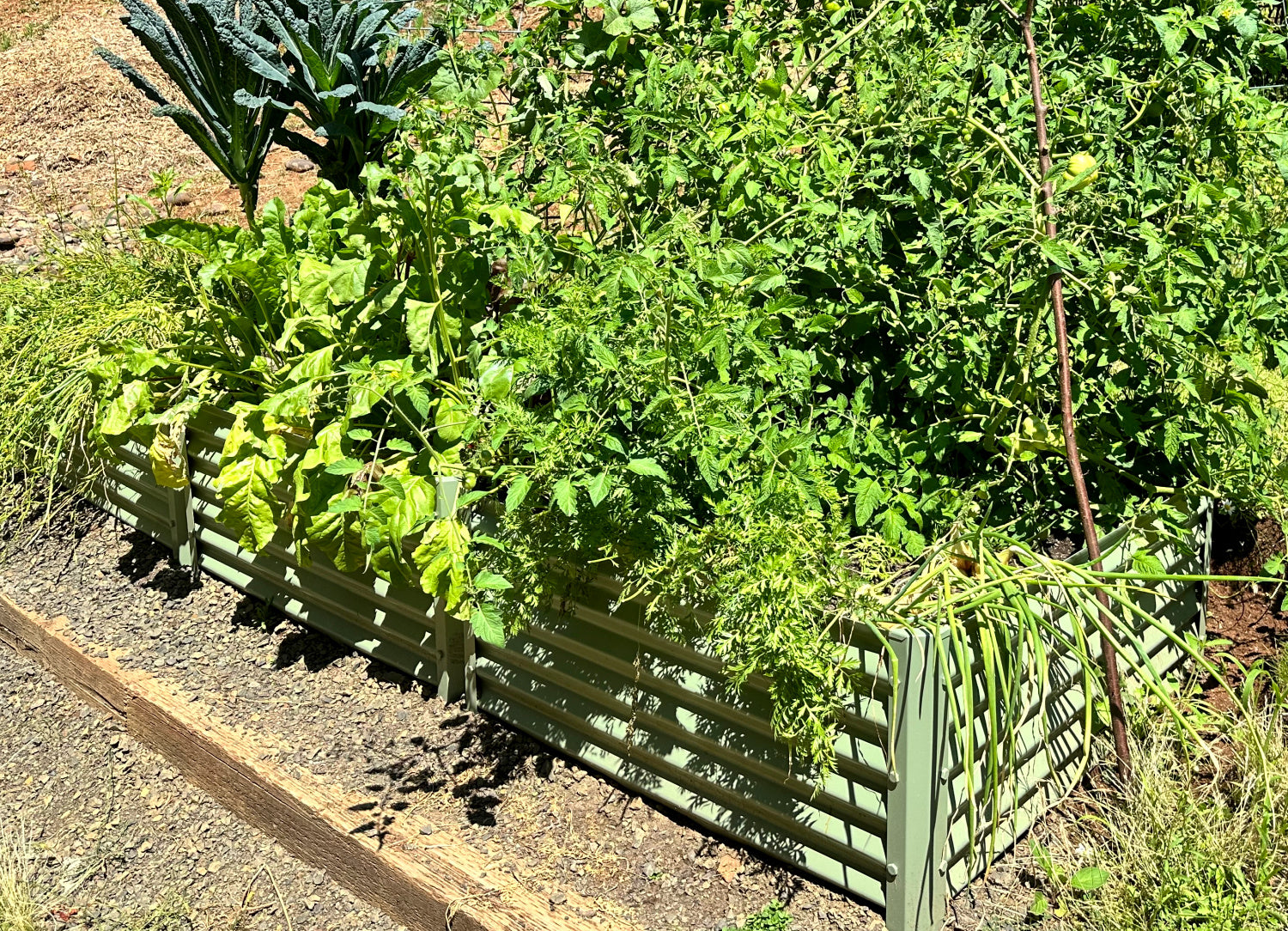 sage fresa raised bed with tomatoes