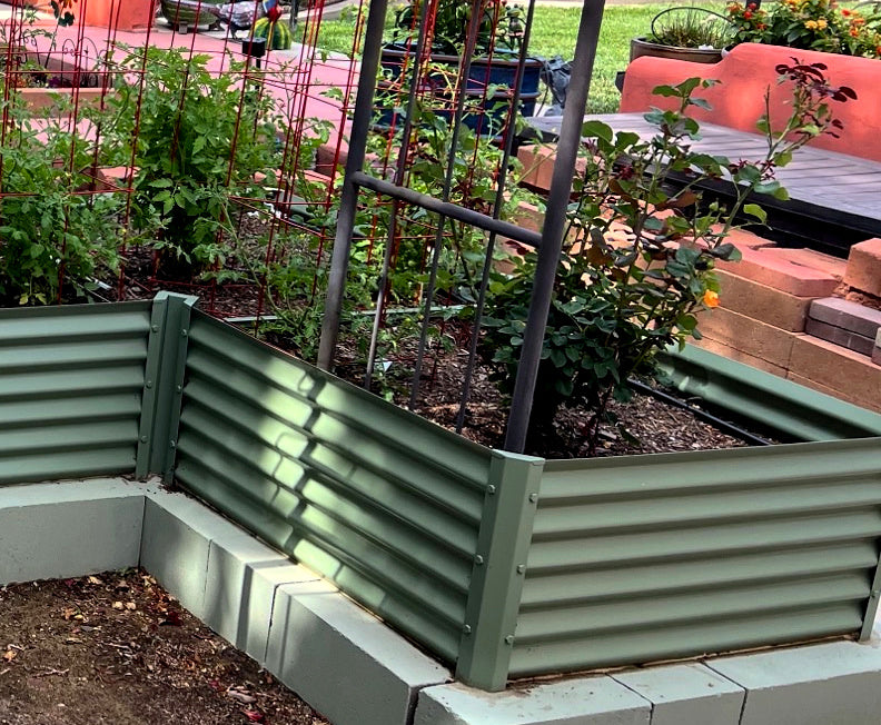 sage l shaped raised bed with roses, tomatoes