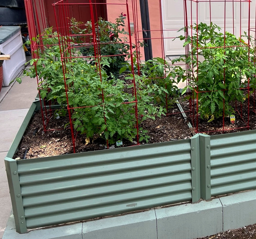 sage l shaped raised bed with tomatoes