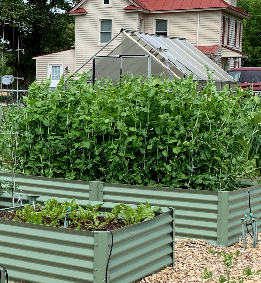 sage long u raised bed with peas and beets