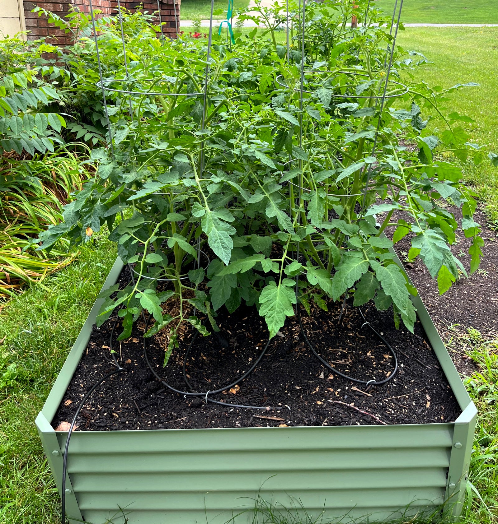 sage medio raised garden bed with tomatoes
