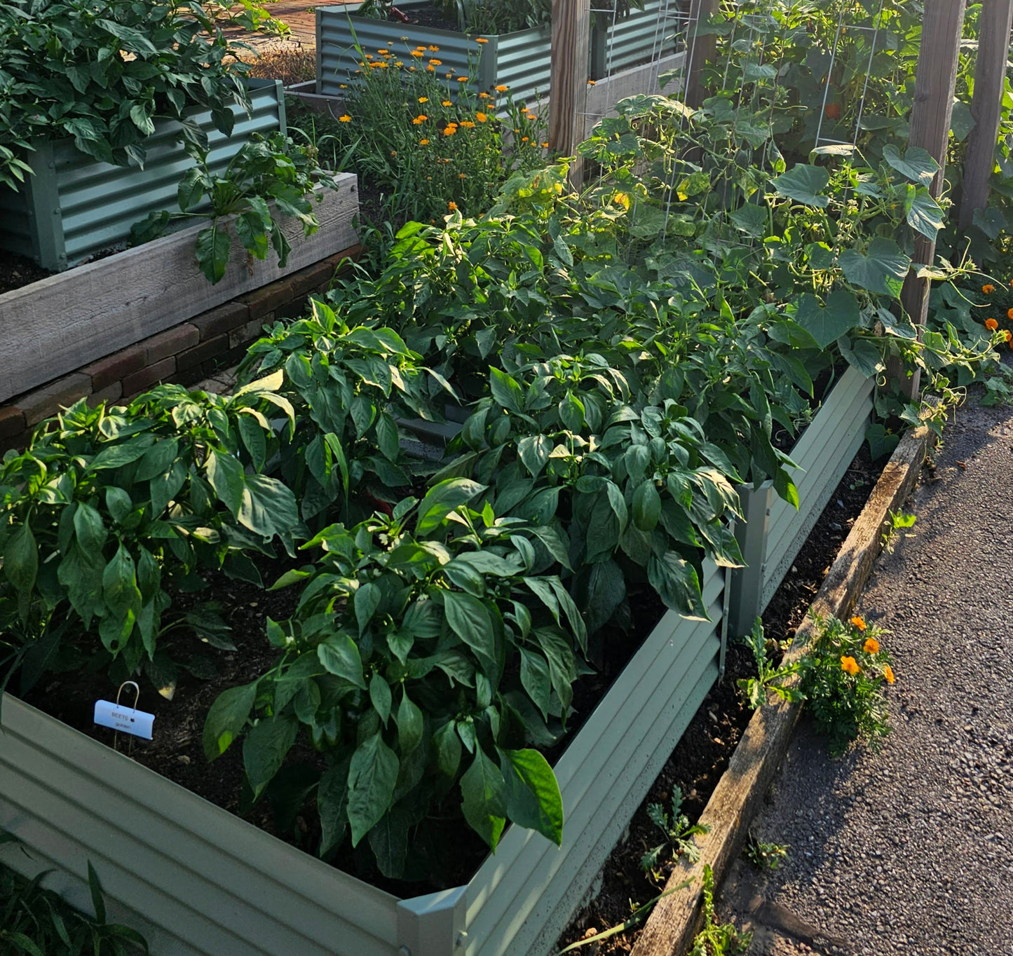 sage sandia garden bed with peppers and squash