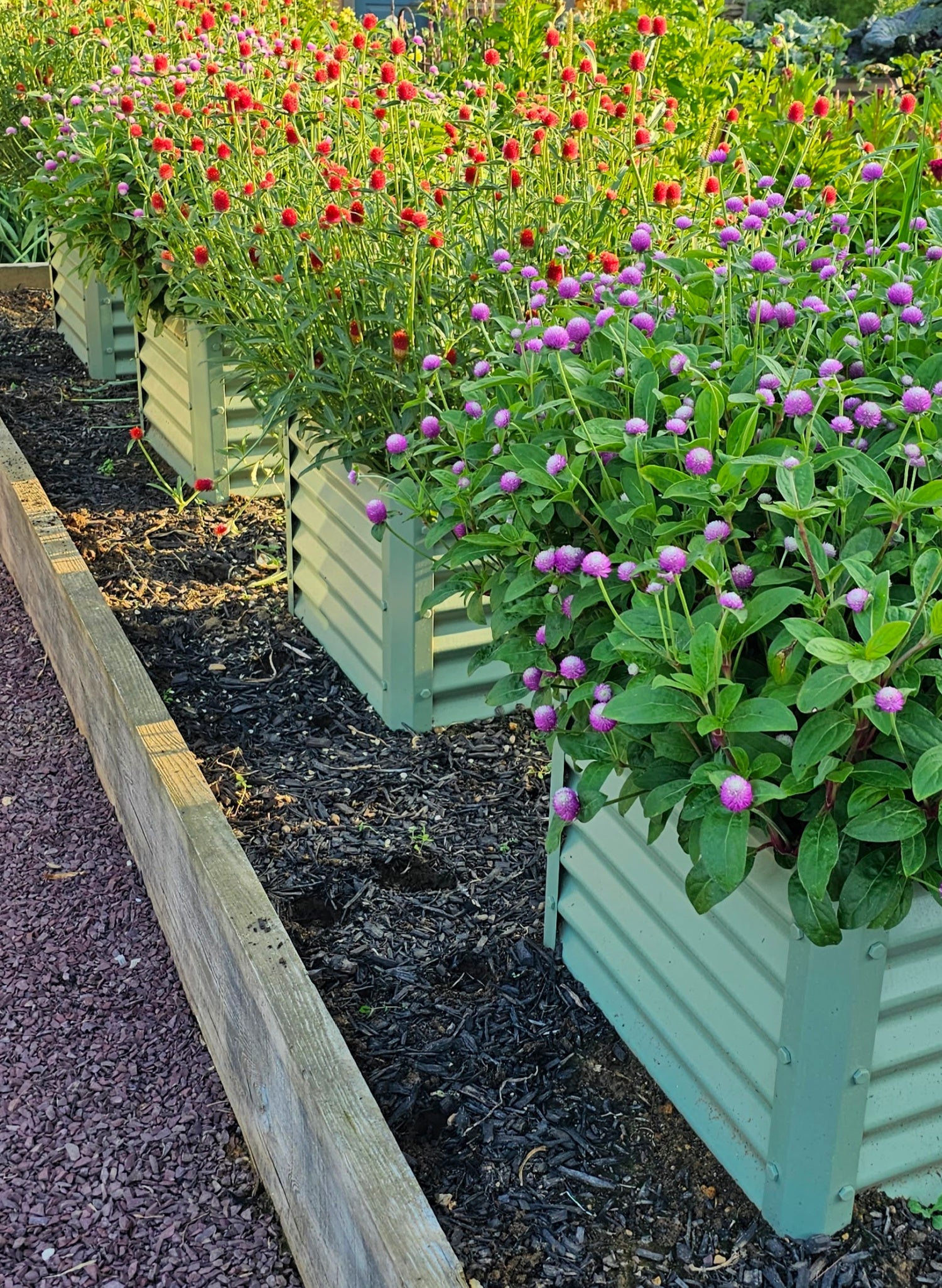 salvia garden beds with glob amaranths