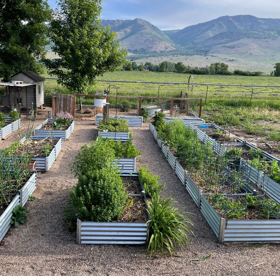 From Three Beds to a Thriving Garden