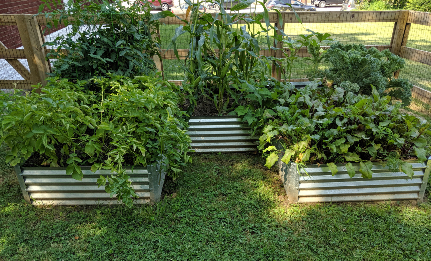 u shaped garden bed with tomatoes, corn, potatoes, kale
