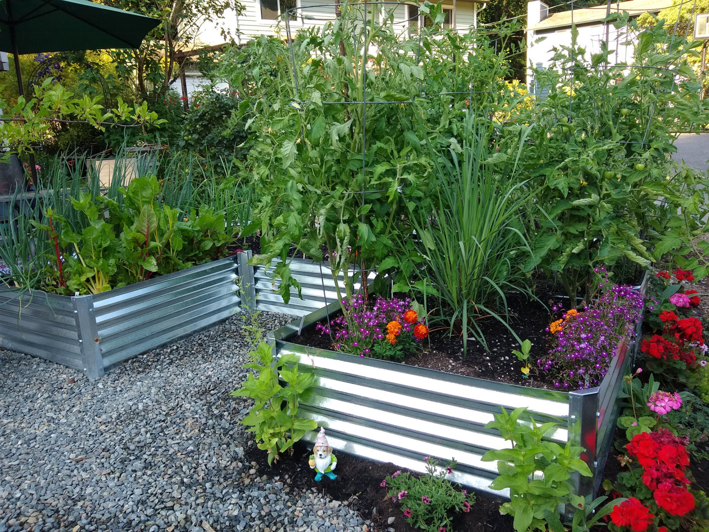 u shaped garden bed with tomatoes, beets, marigolds, edging lobelia, onions