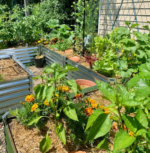 wide u garden bed with peppers, marigolds