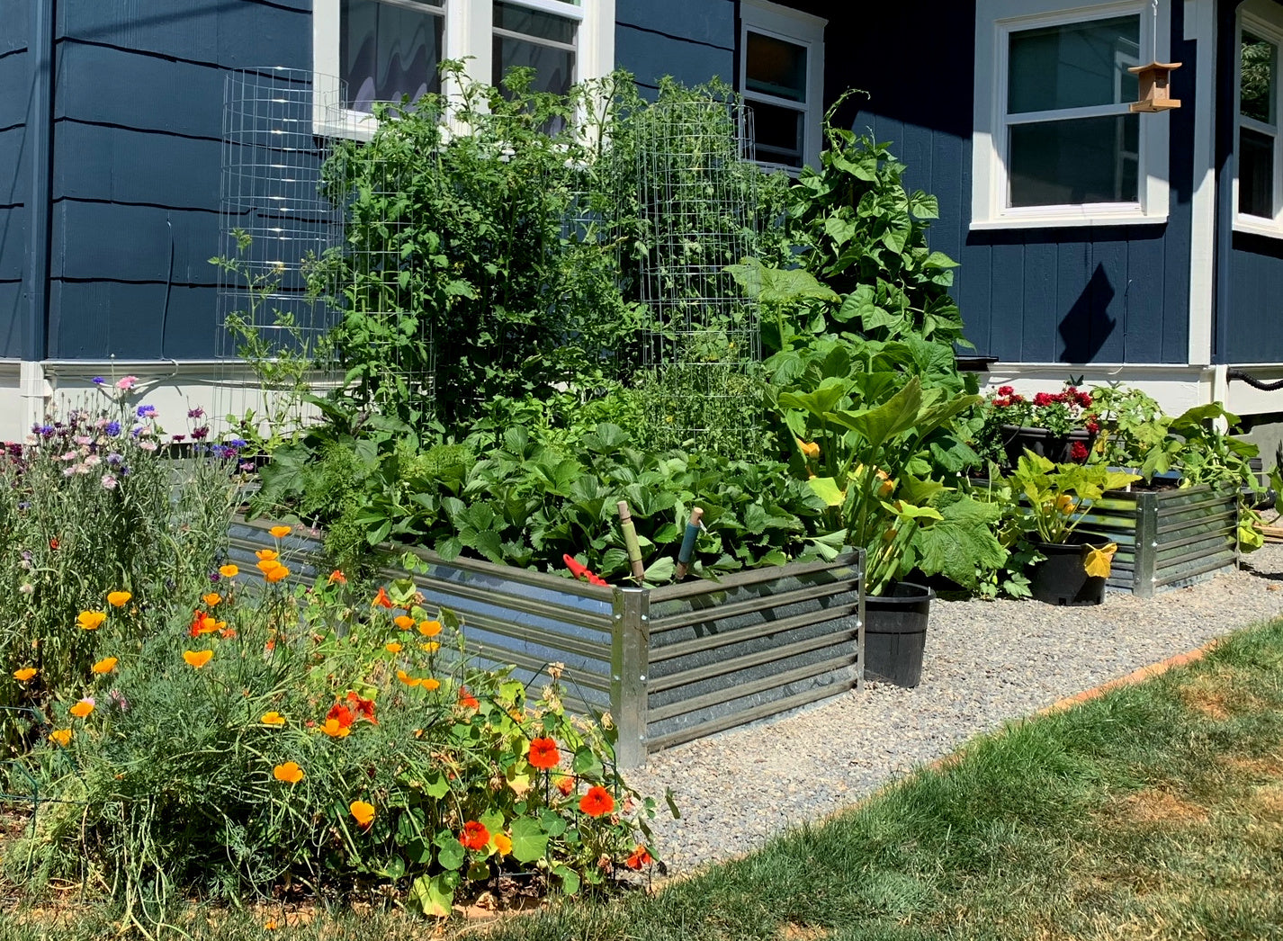 wide u garden bed with strawberries, beans, tomatoes